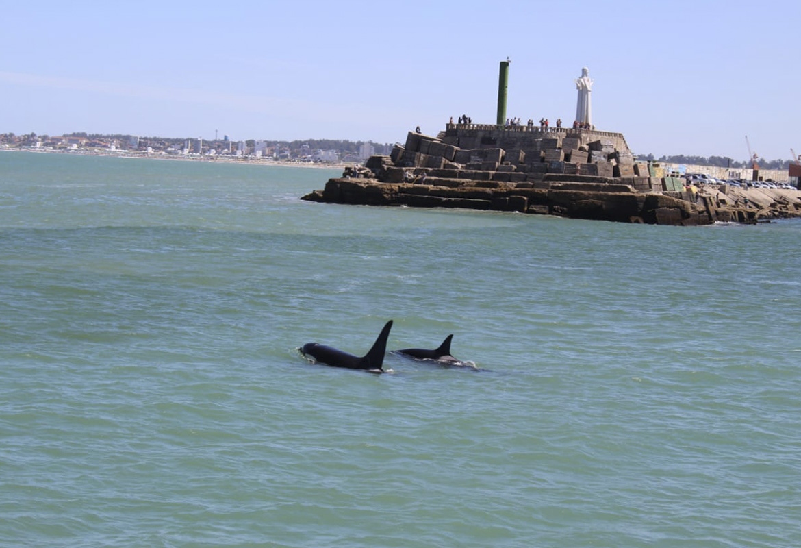 El Cristo y la Vista de ballenas 